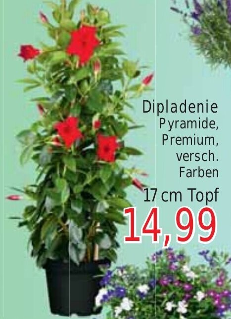 Wiglo Wunderland Dipladenie Pyramide 17 cm Topf Angebot