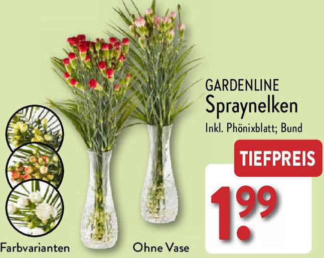 Aldi Nord GARDENLINE Spraynelken Angebot