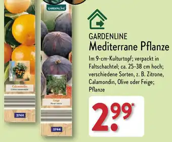 Aldi Nord GARDENLINE Mediterrane Pflanze Angebot