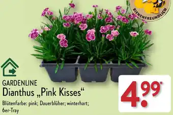 Aldi Nord GARDENLINE Dianthus ,,Pink Kisses" Angebot