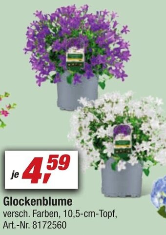 toom Baumarkt Glockenblume Angebot