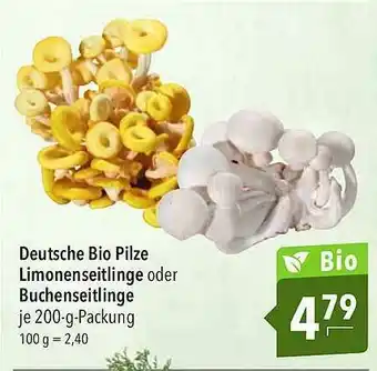 CITTI Markt Deutsche Bio Pilze Limonenseitling Oder Buchenseitlinge Angebot