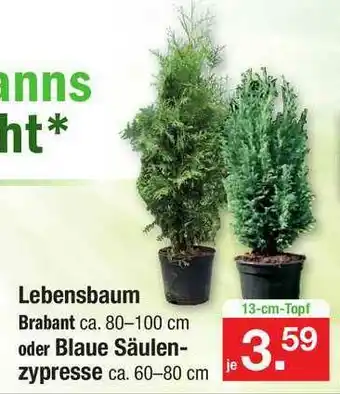 Zimmermann Lebensbaum Brabant Oder Blaue Säulen Zypresse Angebot