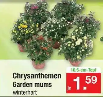 Zimmermann Chrysanthemen Garden Mums Angebot