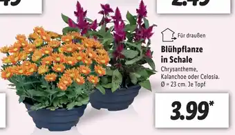 Lidl Blühpflanze in Schale Angebot