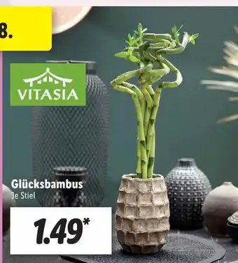 Lidl Glücksbambus Angebot