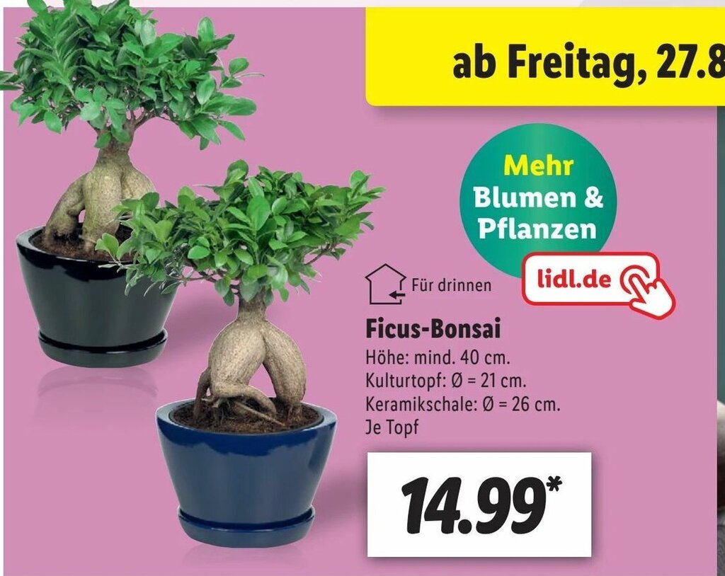 dracaena marginata indoor plant Dracaena Marginata Freestyle – Ruby Flora Plant Shop