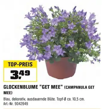 OBI GLOCKENBLUME "GET MEE" (CAMPANULA GET MEE) Angebot