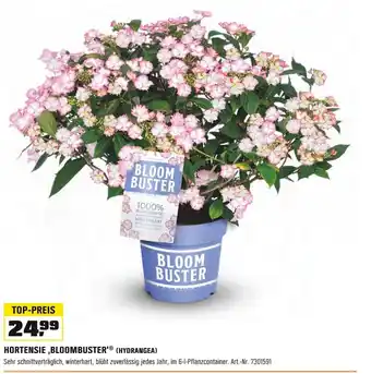 OBI BLOOMBUSTER HORTENSIE (HYDRANGEA) Angebot