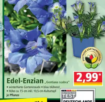 Norma Edel Enzian Angebot