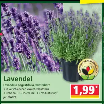 Norma Lavendel Angebot