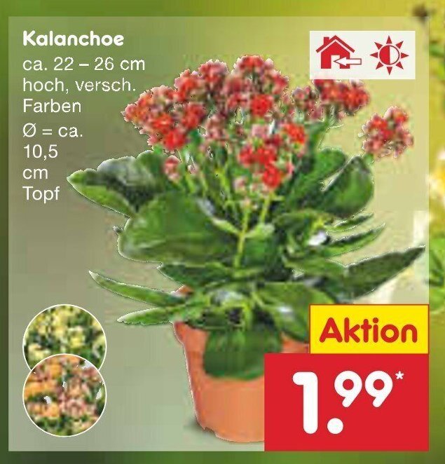 Netto Marken-Discount Kalanchoe Angebot