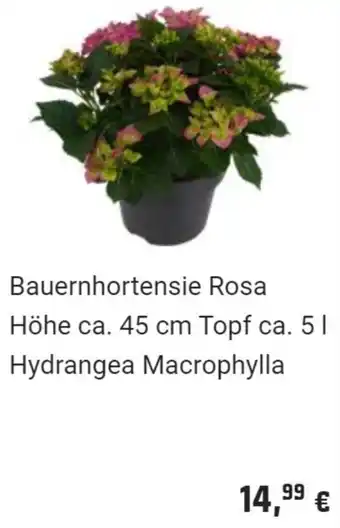 OBI Bauernhortensie Rosa Höhe ca. 45 cm Topf ca. 51 Hydrangea Macrophylla Angebot