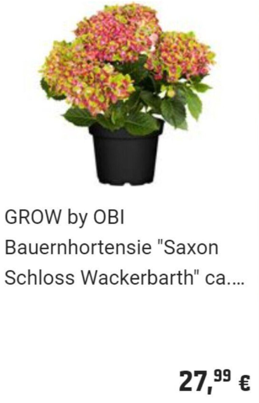 OBI GROW by OBI Bauernhortensie "Saxon Schloss Wackerbarth" Angebot