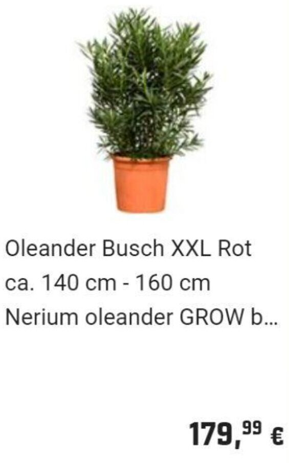 OBI Oleander Busch XXL Rot ca. 140 cm - 160 cm Nerium oleander GROW b... Angebot
