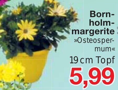 Jawoll Bornholmmargerite 19 cm Topf Angebot