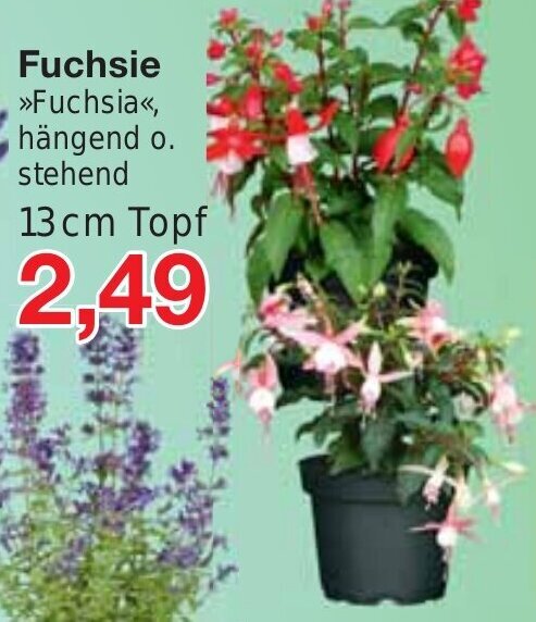 Jawoll Fuchsie 13 cm Topf Angebot