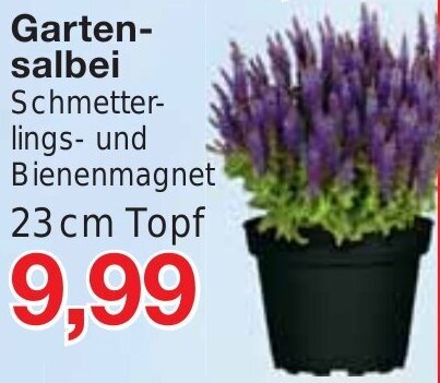 Jawoll Gartensalbei 23 cm Topf Angebot