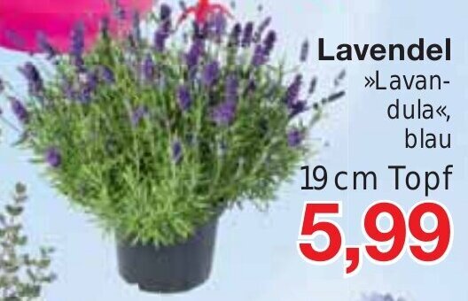 Jawoll Lavendel 19 cm Topf Angebot