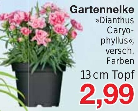 Jawoll Gartennelke 13 cm Topf Angebot