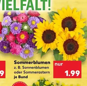 Kaufland Sommerblumen Angebot