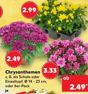 Kaufland Chrysanthemen Angebot