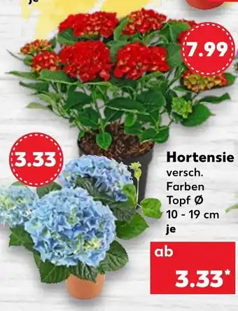 Kaufland Hortensie Angebot