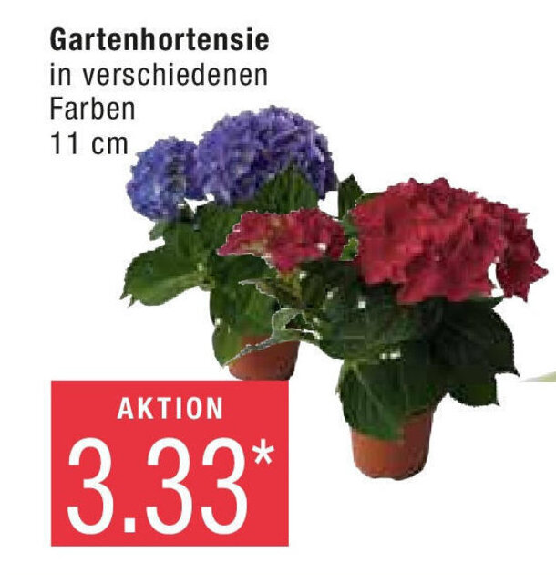 Marktkauf Gartenhortensie 11 cm Angebot