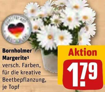 REWE Bornholmer Margerite Angebot