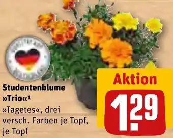 REWE Studentenblume Trio Angebot