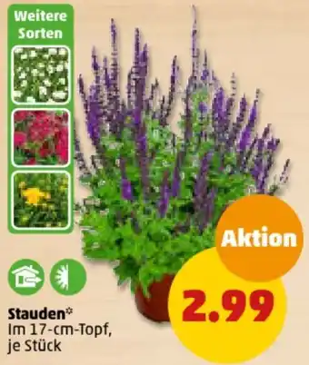 PENNY Stauden Angebot