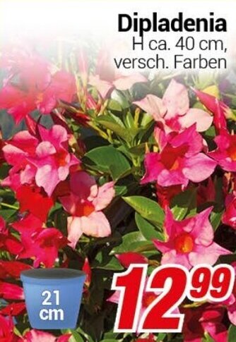 CENTERSHOP Dipladenia Angebot