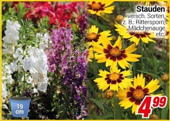 CENTERSHOP Stauden Angebot