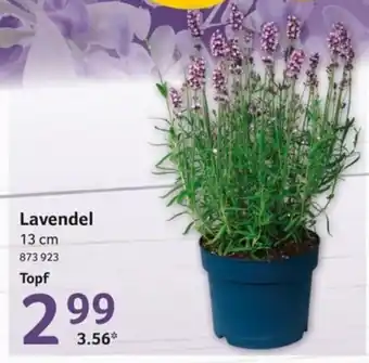 Selgros Lavendel Angebot