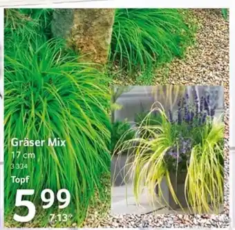 Selgros Gräser Mix 17 cm Angebot