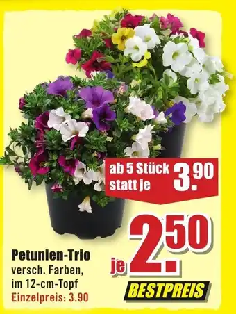 B1 Discount Baumarkt Petunien-Trio Angebot