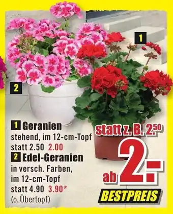 B1 Discount Baumarkt 1 Geranien 2 Edel-Geranien Angebot