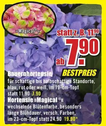 B1 Discount Baumarkt Bauernhortensie / Hortensie »Magical Ⓡ Angebot