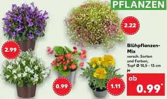 Kaufland Blühpflanzen- Mix Angebot