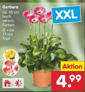 Netto Marken-Discount Gerbera ca. 45 cm hoch, versch. Farben Angebot