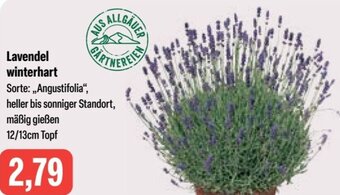 Feneberg Lavendel winterhart Angebot