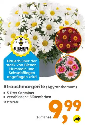 Globus Baumarkt Strauchmargerite (Agyranthemum) Angebot