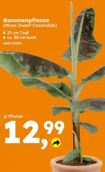 Globus Baumarkt Bananenpflanze Angebot