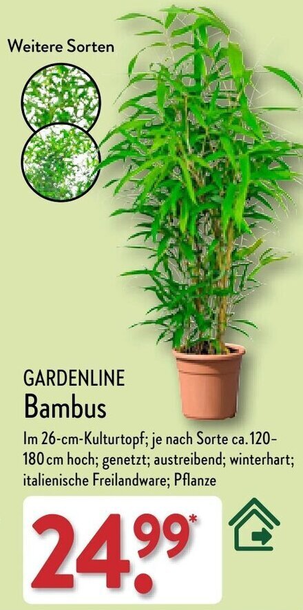 GARDENLINE Bambus Angebot bei Aldi Nord