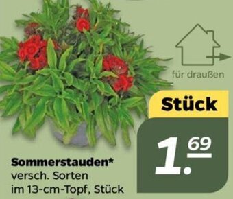 NETTO Sommerstauden Angebot