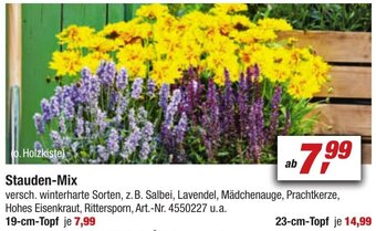 toom Baumarkt Stauden-Mix Angebot
