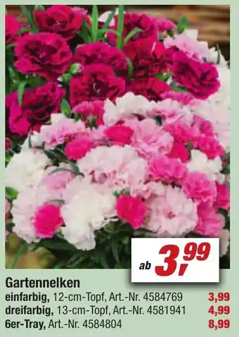 toom Baumarkt Gartennelken Angebot