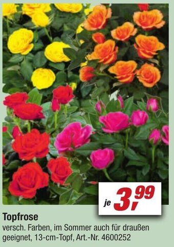 toom Baumarkt Topfrose Angebot