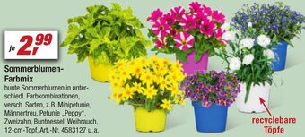 toom Baumarkt Sommerblumen-Farbmix Angebot