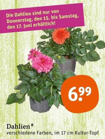tegut Dahlien Angebot